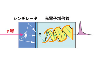 The gamma ray which entered the scintillator is transformed into a weak light and subsequently transformed into an electric signal with a photo multiplier.